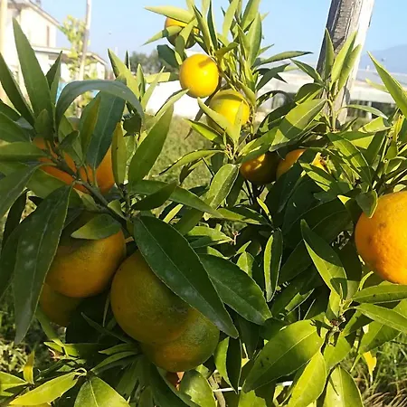 Beatrice 4* 폼페이